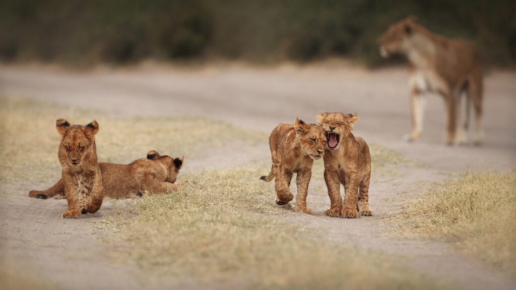 Barbary lion cubs