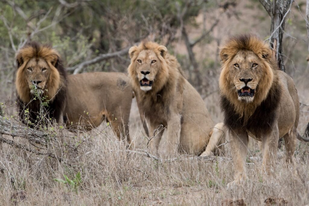Lions in group