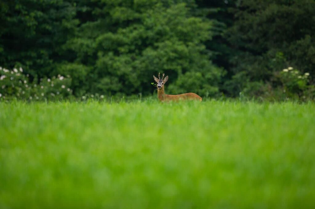 Muntjac Deer in a Green Field