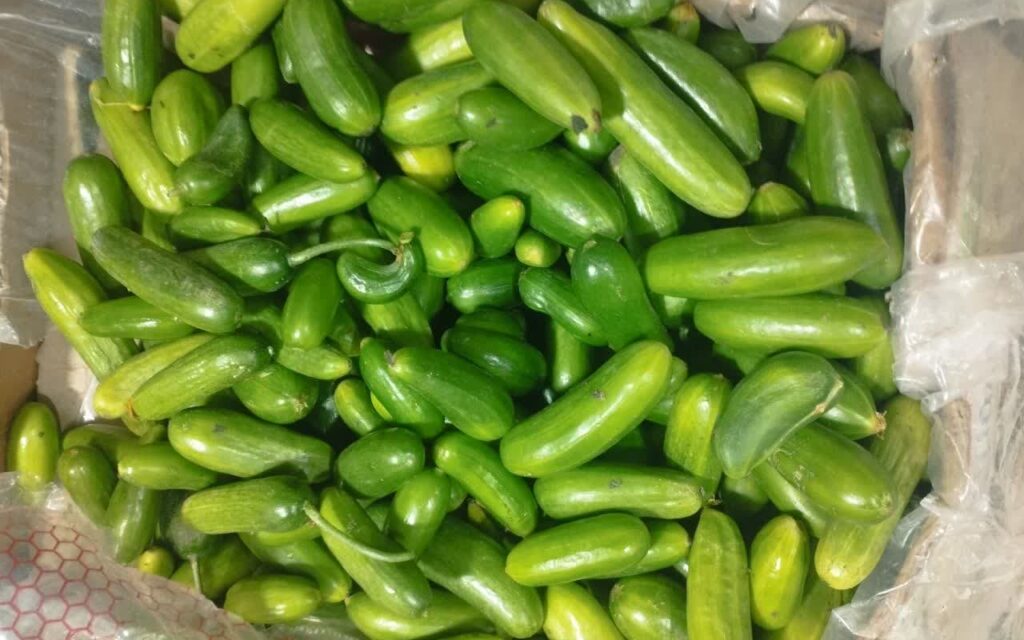 Persian Cucumbers