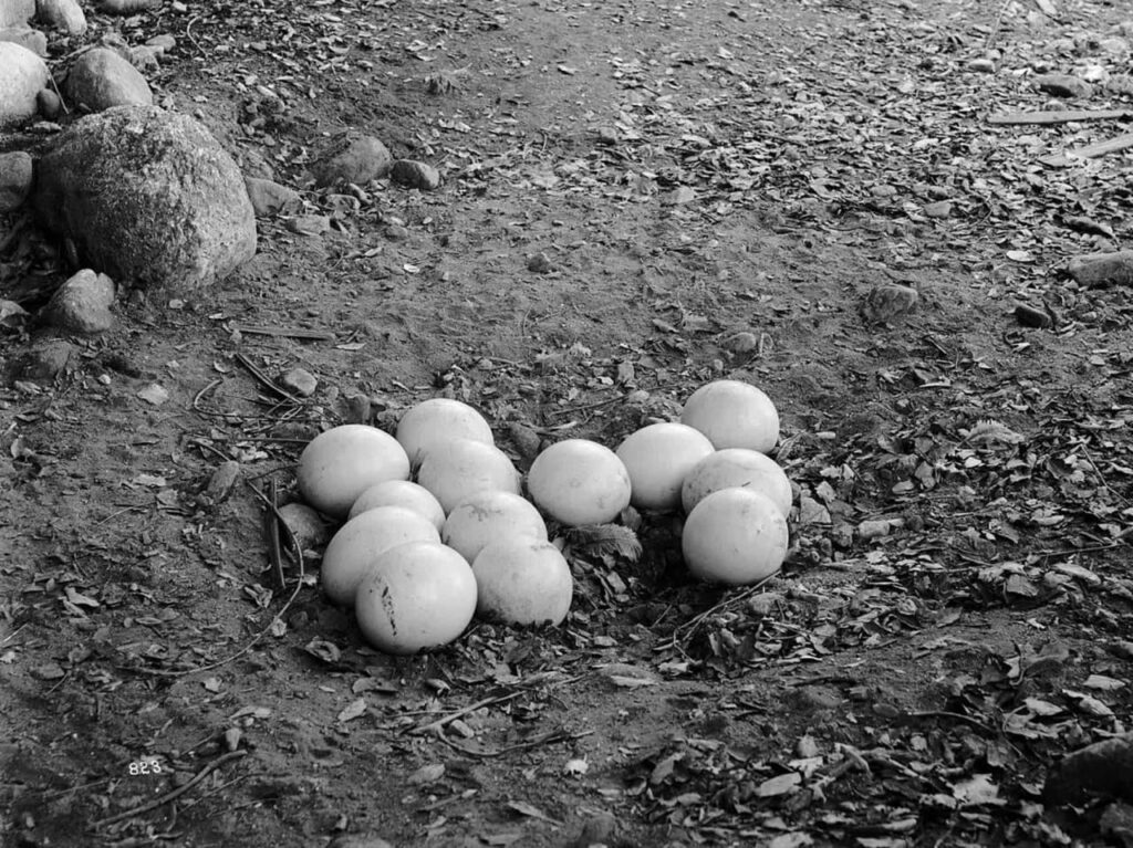 ostrich egg