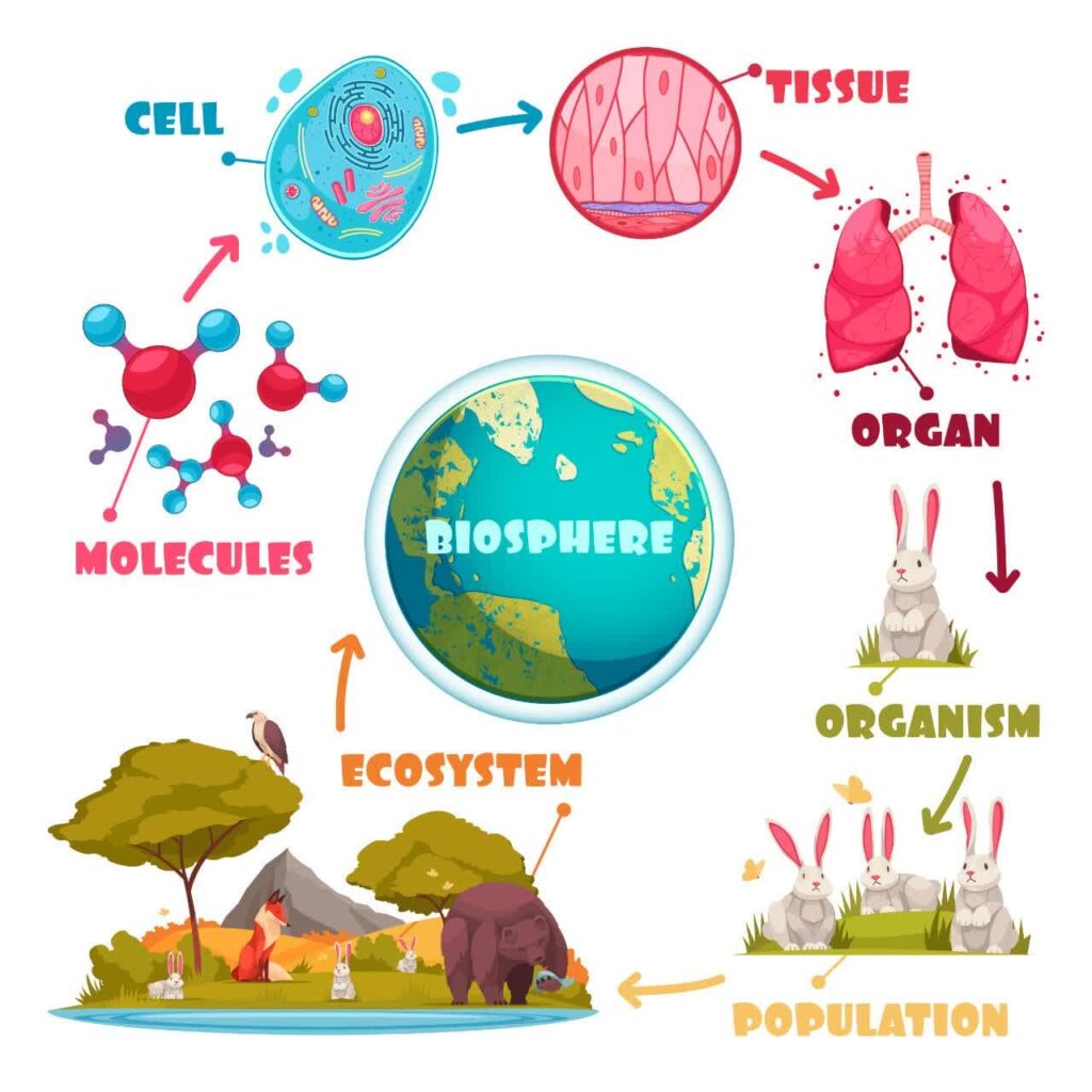 Animal cell